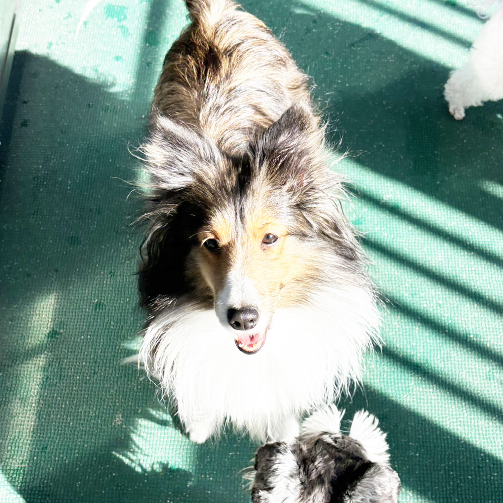生徒が撮影したモデル犬写真①